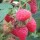  (13/07/2016) Rubus idaeus 'Tadmor' added by Shoot)