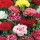  (14/07/2016) Dianthus Hardy Mix added by Shoot)