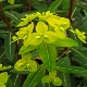 Euphorbia donii 'Amjillasa'