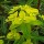  (14/07/2016) Euphorbia donii 'Amjillasa' added by Shoot)