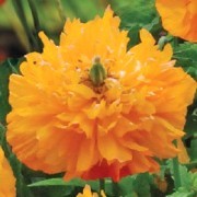  (14/07/2016) Meconopsis cambrica double-flowered, orange added by Shoot)