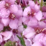 (15/07/2016) Verbascum 'Lavender Lass' added by Shoot)