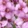  (15/07/2016) Verbascum 'Lavender Lass' added by Shoot)