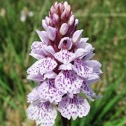 Dactylorhiza maculata Heath Spotted-Orchid Hardy Jardin Orchidée pa
