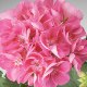 Pelargonium 'Classic Candy Rose with Blotch'