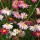  (18/07/2016) Tanacetum coccineum Robinson's Mix added by Shoot)