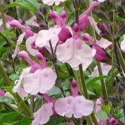  (19/07/2016) Salvia 'Dancing Dolls' added by Shoot)