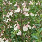  (20/07/2016) Salvia 'Trelissick' added by Shoot)