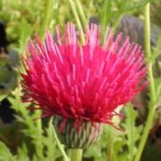  (26/07/2016) Cirsium japonicum 'Early Rose Beauty' added by Shoot)