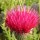  (26/07/2016) Cirsium japonicum 'Early Rose Beauty' added by Shoot)