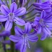  (26/07/2016) Agapanthus 'Inkspots' added by Shoot)