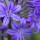  (26/07/2016) Agapanthus 'Inkspots' added by Shoot)