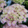 Hydrangea macrophylla 'Love' (04/06/2018) Hydrangea macrophylla 'Love' added by Shoot)
