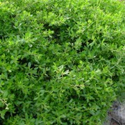  (27/07/2016) Baccharis pilularis 'Pigeon Point' added by Shoot)