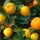  (06/08/2016) Citrus x obovata 'Fukushu' added by Shoot)