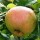 (06/08/2016) Malus domestica 'Dummellor's Seedling' added by Shoot)