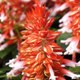 Salvia splendens 'Amore Scarlet Bicolor' (Amore Series)
