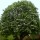  (12/08/2016) Sorbus alnifolia added by Shoot)