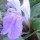  (13/08/2016) Roscoea purpurea 'Vannin' added by Shoot)