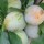  (14/08/2016) Prunus domestica 'Bryanston Gage'  added by Shoot)