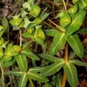  (16/08/2016) Euphorbia fischeriana added by Shoot)