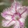  (16/08/2016) Dianthus 'Tatra Ghost'  added by Shoot)