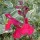  (17/08/2016) Salvia greggii 'Caramba' added by Shoot)