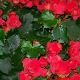 Begonia 'Betulia Red' (Betulia Series)