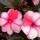  (22/08/2016) Impatiens 'Sonic Sweet Cherry' (Sonic Series) added by Shoot)