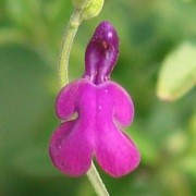  (24/08/2016) Salvia greggii 'Navajo Purple' (Navajo Series) added by Shoot)