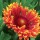  (29/08/2016) Gaillardia x grandiflora 'Fanfare Blaze' added by Shoot)