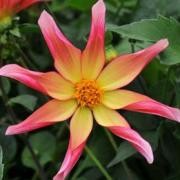  (30/08/2016) Dahlia 'Honka Surprise' added by Shoot)