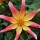  (30/08/2016) Dahlia 'Honka Surprise' added by Shoot)