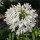 Agapanthus africanus 'Artic Star' Added by Julie Cox