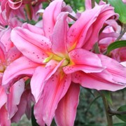  (01/09/2016) Lilium 'Roselily Felicia' added by Shoot)