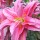  (01/09/2016) Lilium 'Roselily Felicia' added by Shoot)