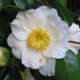 Camellia japonica 'Yukimi-guruma'