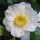  (01/09/2016) Camellia japonica 'Yukimi-guruma' added by Shoot)