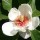  (01/09/2016) Magnolia x wieseneri 'Aashild Kalleberg' added by Shoot)