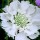  (07/09/2016) Scabiosa caucasica 'Snow Cushion' added by Shoot)