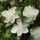  (09/09/2016) Myrtus communis subsp. tarentina 'Compacta' added by Shoot)
