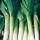  (10/09/2016) Allium porrum (Swiss Giant Group) 'Jolant'  added by Shoot)