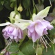 Fuchsia 'Wendy's Beauty' (Southern Belle Series)