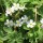  (12/09/2016) Androsace geraniifolia added by Shoot)