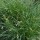  (14/09/2016) Carex divulsa added by Shoot)