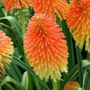  (14/09/2016) Kniphofia rooperi added by Shoot)
