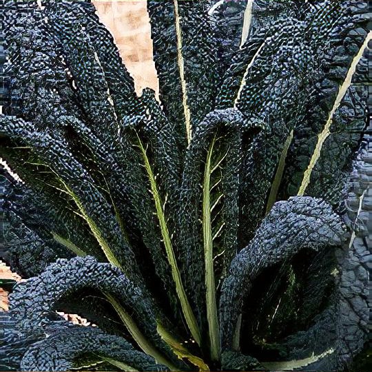 Brassica oleracea (Acephala Group) 'Nero di Toscana'