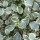  (20/09/2016) Pittosporum tenuifolium 'Silver Magic' added by Shoot)
