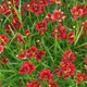 Coreopsis rosea 'Twinklebells Red' (Twinklebells Series)