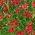  (21/09/2016) Coreopsis rosea 'Twinklebells Red' (Twinklebells Series) added by Shoot)